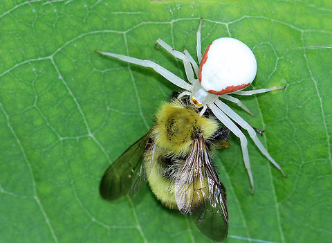 Goldenrod Crab Spider - Misumena vatia This gorgeous crab spider was feasting on a bee.  It was about 9 mm long, and was all white, except for 2 red stripes on the sides of the abdomen and red/orange in the eye area.

Spotted on milkweed in a rural herb garden.

https://www.jungledragon.com/image/62817/crab_spider_eyes_for_id_purposes_-_family_thomisidae.html
https://www.jungledragon.com/image/62816/crab_spider_-_family_thomisidae.html Geotagged,Goldenrod Crab Spider,Misumena vatia,Summer,Thomisidae,United States,bee,crab spider,flower spider,spider,time to eat