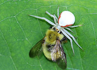 Goldenrod Crab Spider - Misumena vatia This gorgeous crab spider was feasting on a bee. It was about 9 mm long, and was all white, except for 2 red stripes on the sides of the abdomen and red/orange in the eye area.<br />
<br />
Spotted on milkweed in a rural herb garden.<br />
<br />
https://www.jungledragon.com/image/62817/crab_spider_eyes_for_id_purposes_-_family_thomisidae.html<br />
https://www.jungledragon.com/image/62816/crab_spider_-_family_thomisidae.html Geotagged,Goldenrod Crab Spider,Misumena vatia,Summer,Thomisidae,United States,bee,crab spider,flower spider,spider,time to eat