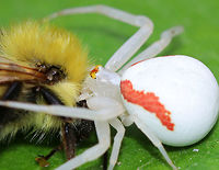 Goldenrod Crab Spider - Misumena vatia This gorgeous crab spider was feasting on a bee. It was about 9 mm long, and was all white, except for 2 red stripes on the sides of the abdomen and red/orange in the eye area.<br />
<br />
Spotted on milkweed in a rural herb garden.<br />
<br />
https://www.jungledragon.com/image/62815/crab_spider_-_family_thomisidae.html<br />
https://www.jungledragon.com/image/62817/crab_spider_eyes_for_id_purposes_-_family_thomisidae.html<br />
<br />
Crab Spider,Family Thomisidae,Geotagged,Goldenrod Crab Spider,Misumena vatia,Summer,United States,spider,thomasidae