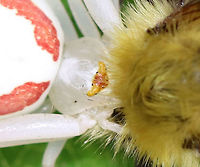 Goldenrod Crab Spider - Misumena vatia This gorgeous crab spider was feasting on a bee. It was about 9 mm long, and was all white, except for 2 red stripes on the sides of the abdomen and red/orange in the eye area.<br />
<br />
Spotted on milkweed in a rural herb garden.<br />
https://www.jungledragon.com/image/62815/crab_spider_-_family_thomisidae.html<br />
https://www.jungledragon.com/image/62816/crab_spider_-_family_thomisidae.html Geotagged,Goldenrod Crab Spider,Misumena vatia,Summer,United States,crab spider,flower spider,spider,thomisidae