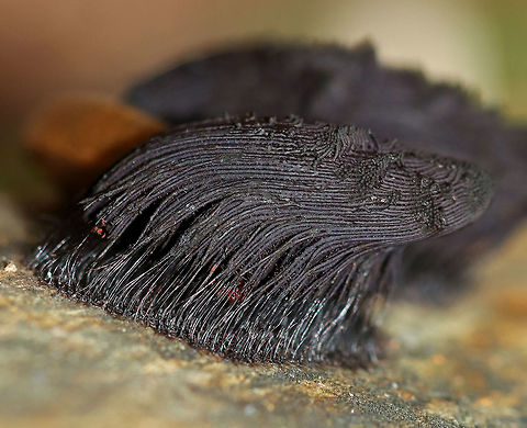 Tree Hair - Stemonitis splendens Tall blackish brown sporangia on thin stalks, which were growing in dense clusters on rotting wood. They were about 25 mm tall, which is much larger than I normally see.

Growing on a rotting log in a deciduous forest. Chocolate tube slime mold,Geotagged,Stemonitis splendens,Summer,United States,chocolate tube slime mold,slime mold,stemonitis,tree hair