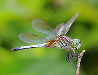 Blue Dasher - Pachydiplax longipennis Stout, mostly blue dragonfly. Thorax has pale yellowish-green sides with three brown stripes. Face is mostly white. Wings are clear to slightly smoky.<br />
<br />
I spotted this dragonfly on its perch next to a pond. I got within a foot of it, yet it did not budge - totally unwilling to give up its favorite, special spot.<br />
https://www.jungledragon.com/image/62821/blue_dasher_-_pachydiplax_longipennis.html Blue Dasher,Blue dasher,Geotagged,Pachydiplax,Pachydiplax longipennis,Summer,United States,dragonfly