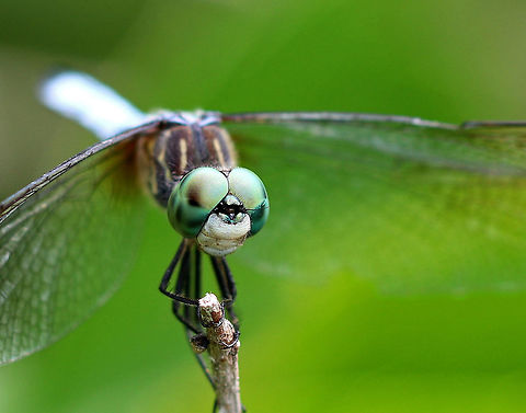 Blue Dasher - Pachydiplax longipennis Stout, mostly blue dragonfly. Thorax has pale yellowish-green sides with three brown stripes. Face is mostly white. Wings are clear to slightly smoky.

 I spotted this dragonfly on its perch next to a pond. I got within a foot of it, yet it did not budge - totally unwilling to give up its favorite, special spot. 

https://www.jungledragon.com/image/62820/blue_dasher_-_pachydiplax_longipennis.html Blue dasher,Geotagged,Pachydiplax longipennis,Summer,United States,dragonfly