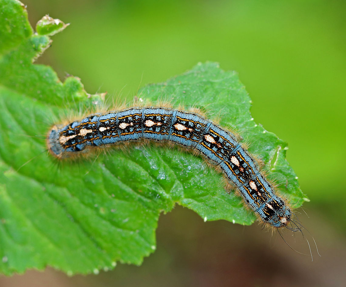 Forest Tent Caterpillar - Malacosoma disstria Resembling a magic carpet, this beautiful blue caterpillar has white "footprints" on its dorsal surface. An orange subdorsal stripe separates the blue and black dorsum from the mostly blue sides. Additional middorsal and addorsal orange stripes (broken) run the length of the body. It was around 4 cm long.<br />
<br />
Spotted on vegetation in a mostly deciduous forest.<br />
<br />
This is a gregarious species that often congregates in large masses, but it does not spin a tent. Forest tent caterpillar moth,Geotagged,Malacosoma disstria,Spring,United States,caterpillar,moth week 2018,tent caterpillar