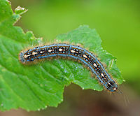 Forest Tent Caterpillar - Malacosoma disstria Resembling a magic carpet, this beautiful blue caterpillar has white "footprints" on its dorsal surface. An orange subdorsal stripe separates the blue and black dorsum from the mostly blue sides. Additional middorsal and addorsal orange stripes (broken) run the length of the body.  It was around 4 cm long.<br />
<br />
Spotted on vegetation in a mostly deciduous forest.<br />
<br />
This is a gregarious species that often congregates in large masses, but it does not spin a tent. Forest tent caterpillar moth,Geotagged,Malacosoma disstria,Spring,United States,caterpillar,moth week 2018,tent caterpillar