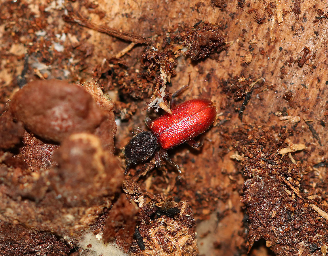 Beetle - Zenodosus sanguineus This beetle was my nemesis during the month of May.  I saw one nearly every week on the same snag.  Each time, I tried to get a shot, but it was way too fast and would go back inside the tree before I could capture it properly.  Unfortunately, this snag has since fallen and looks like it has been ravaged by a bear in search of the tasty critters within.<br />
<br />
Spotted on a snag in a coniferous forest. Cleridae,Clerus,Geotagged,Spring,United States,Zenodosus,Zenodosus sanguineus,beetle,red