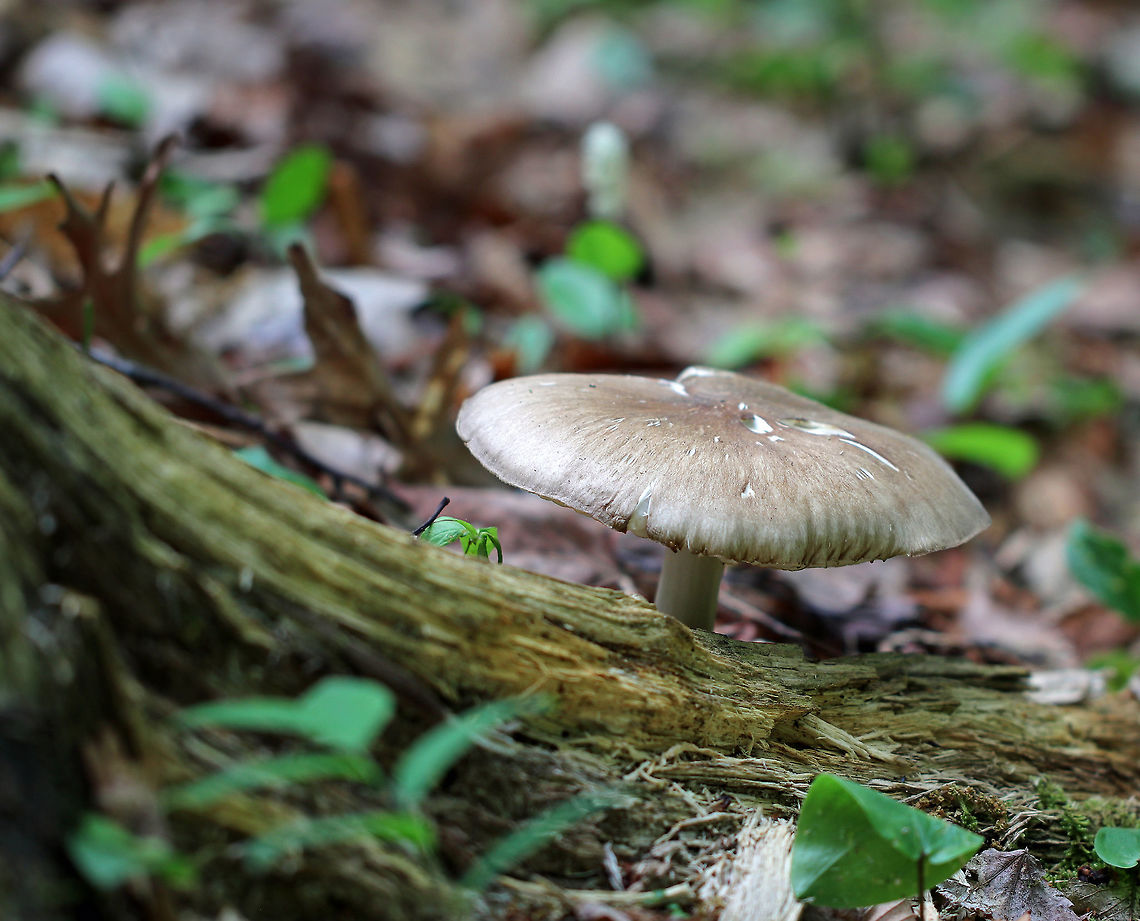 The Platterful Mushroom - Megacollybia rodmanii Large mushroom with a 6 cm cap that was brownish tan, flat, and dry. The stem was whitish and the gills were white and nearly distant.<br />
<br />
Growing on rotting wood in a mixed forest. Geotagged,Megacollybia,Megacollybia rodmani,Megacollybia rodmanii,Platterful Mushroom,Spring,United States,fungus,mushroom