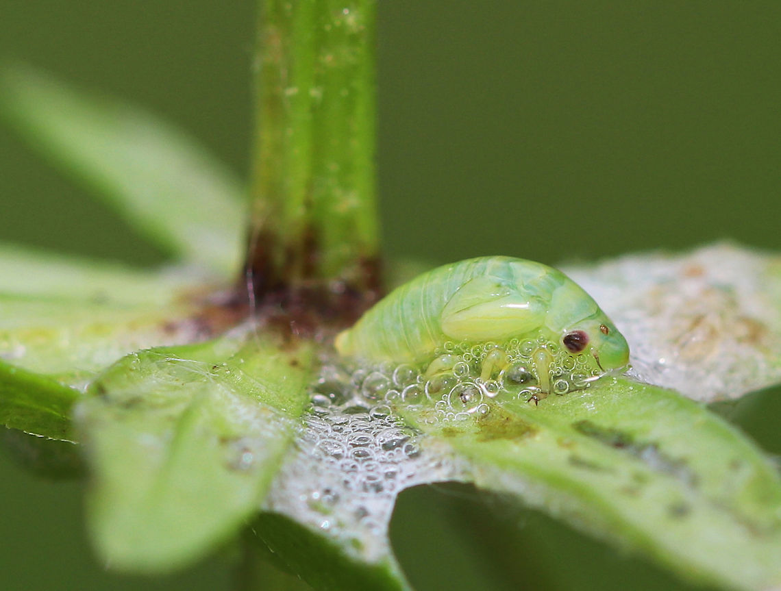 Meadow Spittlebug - Philaenus spumarius Small, green froghopper nymph (spittlebug).  It was about 5 mm long. <br />
<br />
After hatching, nymphs cover themselves in a frothy &quot;spit&quot; made of tiny bubbles. The bubbles protect them from drying out and makes it difficult for predators to find them. Adult spittlebugs are called froghoppers. <br />
<br />
I spotted this spittlebug, along with many others, on plants in a meadow. Geotagged,Meadow Spittlebug,Meadow froghopper,Philaenus spumarius,Spittlebug,Spring,United States,froghopper nymph,nymph,philaenus