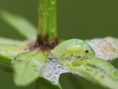 Meadow Spittlebug - Philaenus spumarius Small, green froghopper nymph (spittlebug).  It was about 5 mm long. 
After hatching, nymphs cover themselves in a frothy "spit" made of tiny bubbles. The bubbles protect them from drying out and makes it difficult for predators to find them. Adult spittlebugs are called froghoppers. 
I spotted this spittlebug, along with many others, on plants in a meadow. Geotagged,Meadow Spittlebug,Meadow froghopper,Philaenus spumarius,Spittlebug,Spring,United States,froghopper nymph,nymph,philaenus