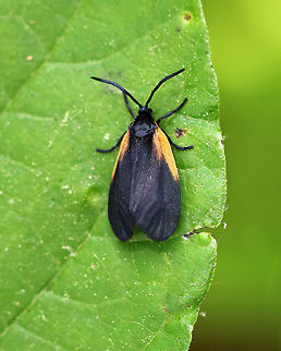 Orange-patched Smoky Moth - Pyromorpha dimidiata Smoky black forewings with contrasting pale orange patches on outer basal areas.  Approximately 10 mm long.

Spotted in vegetation on the side of a stream. Geotagged,Orange-patched Smoky Moth,Pyromorpha,Pyromorpha dimidiata,Spring,United States,moth