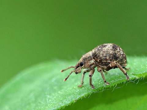 Two-banded Japanese Weevil - Pseudocneorhinus bifasciatus Pear-shaped weevil with a short, blunt snout. Elytra are wider than the pronotum with two bands formed by brown and gray scales. Close to 5 mm long.

Wingless adults are mostly parthenogenic females.

Spotted on the edge of a meadow.
https://www.jungledragon.com/image/62874/two-banded_japanese_weevil_-_pseudocneorhinus_bifasciatus.html Geotagged,Pseudocneorhinus bifasciatus,Spring,Two-banded Japanese Weevil,Twobanded Japanese Weevil,United States,weevil