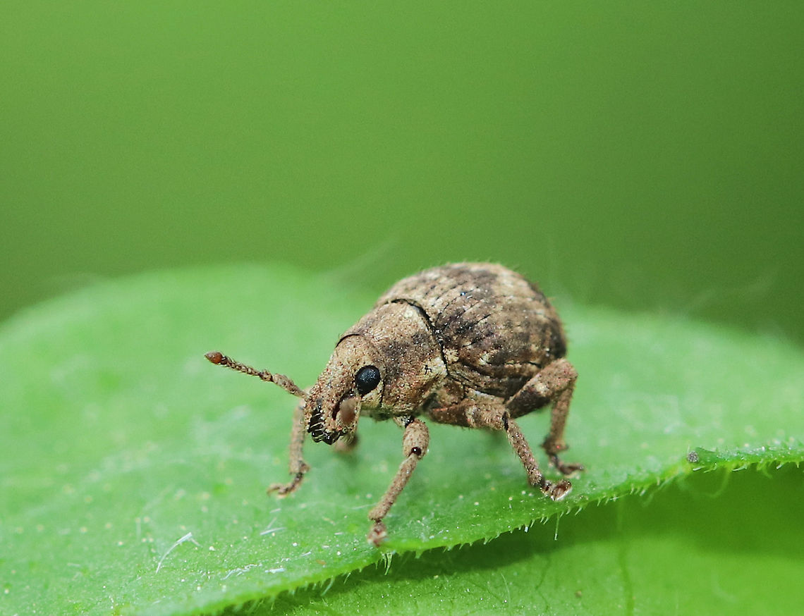 Two-banded Japanese Weevil - Pseudocneorhinus bifasciatus Pear-shaped weevil with a short, blunt snout. Elytra are wider than the pronotum with two bands formed by brown and gray scales. Close to 5 mm long.<br />
<br />
 Wingless adults are mostly parthenogenic females.<br />
<br />
 Spotted on the edge of a meadow. <br />
<figure class="photo"><a href="https://www.jungledragon.com/image/62868/two-banded_japanese_weevil_-_pseudocneorhinus_bifasciatus.html" title="Two-banded Japanese Weevil - Pseudocneorhinus bifasciatus"><img src="https://s3.amazonaws.com/media.jungledragon.com/images/3232/62868_thumb.jpg?AWSAccessKeyId=05GMT0V3GWVNE7GGM1R2&Expires=1770854410&Signature=RgmUyRYEiRFEqAAoD1FWto0Gv9E%3D" width="200" height="150" alt="Two-banded Japanese Weevil - Pseudocneorhinus bifasciatus Pear-shaped weevil with a short, blunt snout. Elytra are wider than the pronotum with two bands formed by brown and gray scales. Close to 5 mm long.<br />
<br />
Wingless adults are mostly parthenogenic females.<br />
<br />
Spotted on the edge of a meadow.<br />
https://www.jungledragon.com/image/62874/two-banded_japanese_weevil_-_pseudocneorhinus_bifasciatus.html Geotagged,Pseudocneorhinus bifasciatus,Spring,Two-banded Japanese Weevil,Twobanded Japanese Weevil,United States,weevil" /></a></figure><br />
 Geotagged,Pseudocneorhinus,Pseudocneorhinus bifasciatus,Spring,Two-banded Japanese Weevil,United States,beetle,weevil