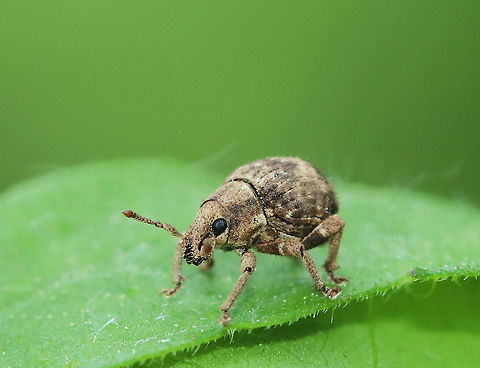 Two-banded Japanese Weevil - Pseudocneorhinus bifasciatus Pear-shaped weevil with a short, blunt snout. Elytra are wider than the pronotum with two bands formed by brown and gray scales. Close to 5 mm long.

 Wingless adults are mostly parthenogenic females.

 Spotted on the edge of a meadow. 
https://www.jungledragon.com/image/62868/two-banded_japanese_weevil_-_pseudocneorhinus_bifasciatus.html
 Geotagged,Pseudocneorhinus,Pseudocneorhinus bifasciatus,Spring,Two-banded Japanese Weevil,United States,beetle,weevil