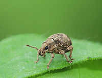 Two-banded Japanese Weevil - Pseudocneorhinus bifasciatus Pear-shaped weevil with a short, blunt snout. Elytra are wider than the pronotum with two bands formed by brown and gray scales. Close to 5 mm long.<br />
<br />
 Wingless adults are mostly parthenogenic females.<br />
<br />
 Spotted on the edge of a meadow. <br />
https://www.jungledragon.com/image/62868/two-banded_japanese_weevil_-_pseudocneorhinus_bifasciatus.html<br />
 Geotagged,Pseudocneorhinus,Pseudocneorhinus bifasciatus,Spring,Two-banded Japanese Weevil,United States,beetle,weevil