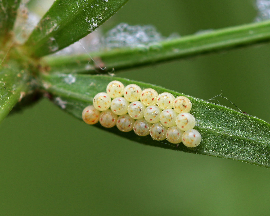 Stink Bug Eggs - Pentatomidae Eighteen, perfectly laid eggs that were barrel-shaped and deposited in a very neat, compact cluster. They were standing upright, were pale yellowish with red markings seen on/through the lids.  The circular lids had tiny spines around the edges. I found them on the underside of a leaf (plant species unknown) in a meadow.<br />
<br />
I thought they might be Podisus sp., but am not sure as I can&#039;t find a match. Geotagged,Pentatomidae,Spring,Stink Bug Eggs,United States,eggs,insect eggs