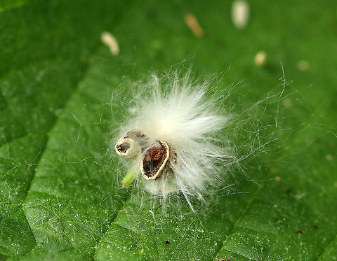 Eastern Cottonwood - Populus deltoides Every year during late May, the cottonwood trees spread their seeds through the wind. This process can be so intense that it appears to be snowing, and piles of fluffy, white seeds pile up everywhere!

The release of the fluffy cotton seeds are a sign that pollination is over.  Supposedly, this tree and its seeds are a very mild allergen and once pollination has occured, the threat of an allergic reaction has passed. I can attest that this is totally untrue because I'm allergic to this tree and breathing in the fluff is no fun.

I didn't see the actual tree, and since I'm allergic, I only dared to snap a few shots of the white fluff before directing my hike elsewhere. 

https://www.jungledragon.com/image/62879/eastern_cottonwood_-_populus_deltoides.html
https://www.jungledragon.com/image/62880/eastern_cottonwood_-_populus_deltoides.html Eastern cottonwood,Geotagged,Populus deltoides,Spring,United States