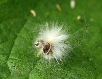 Eastern Cottonwood - Populus deltoides Every year during late May, the cottonwood trees spread their seeds through the wind. This process can be so intense that it appears to be snowing, and piles of fluffy, white seeds pile up everywhere!<br />
<br />
The release of the fluffy cotton seeds are a sign that pollination is over.  Supposedly, this tree and its seeds are a very mild allergen and once pollination has occured, the threat of an allergic reaction has passed. I can attest that this is totally untrue because I'm allergic to this tree and breathing in the fluff is no fun.<br />
<br />
I didn't see the actual tree, and since I'm allergic, I only dared to snap a few shots of the white fluff before directing my hike elsewhere. <br />
<br />
https://www.jungledragon.com/image/62879/eastern_cottonwood_-_populus_deltoides.html<br />
https://www.jungledragon.com/image/62880/eastern_cottonwood_-_populus_deltoides.html Eastern cottonwood,Geotagged,Populus deltoides,Spring,United States