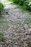 Eastern Cottonwood - Populus deltoides Every year during late May, the cottonwood trees spread their seeds through the wind. This process can be so intense that it appears to be snowing, and piles of fluffy, white seeds pile up everywhere!<br />
<br />
 The release of the fluffy cotton seeds are a sign that pollination is over. Supposedly, this tree and its seeds are a very mild allergen and once pollination has occured, the threat of an allergic reaction has passed. I can attest that this is totally untrue because I'm allergic to this tree and breathing in the fluff is no fun.<br />
<br />
 I didn't see the actual tree, and since I'm allergic, I only dared to snap a few shots of the white fluff before directing my hike elsewhere. <br />
<br />
As you can see in this shot, the entire trail is COVERED in cottonwood seeds!<br />
<br />
https://www.jungledragon.com/image/62880/eastern_cottonwood_-_populus_deltoides.html<br />
https://www.jungledragon.com/image/62877/eastern_cottonwood_-_populus_deltoides.html Eastern cottonwood,Geotagged,Populus deltoides,Spring,United States