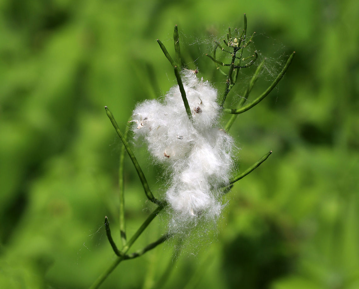 Eastern Cottonwood - Populus deltoides Every year during late May, the cottonwood trees spread their seeds through the wind. This process can be so intense that it appears to be snowing, and piles of fluffy, white seeds pile up everywhere!<br />
<br />
 The release of the fluffy cotton seeds are a sign that pollination is over. Supposedly, this tree and its seeds are a very mild allergen and once pollination has occured, the threat of an allergic reaction has passed. I can attest that this is totally untrue because I'm allergic to this tree and breathing in the fluff is no fun.<br />
<br />
 I didn't see the actual tree, and since I'm allergic, I only dared to snap a few shots of the white fluff before directing my hike elsewhere. <br />
<figure class="photo"><a href="https://www.jungledragon.com/image/62877/eastern_cottonwood_-_populus_deltoides.html" title="Eastern Cottonwood - Populus deltoides"><img src="https://s3.amazonaws.com/media.jungledragon.com/images/3232/62877_thumb.jpg?AWSAccessKeyId=05GMT0V3GWVNE7GGM1R2&Expires=1770854410&Signature=c%2BS0B7AAdXRXr2WEOF5Jk2MAi1w%3D" width="200" height="156" alt="Eastern Cottonwood - Populus deltoides Every year during late May, the cottonwood trees spread their seeds through the wind. This process can be so intense that it appears to be snowing, and piles of fluffy, white seeds pile up everywhere!<br />
<br />
The release of the fluffy cotton seeds are a sign that pollination is over.  Supposedly, this tree and its seeds are a very mild allergen and once pollination has occured, the threat of an allergic reaction has passed. I can attest that this is totally untrue because I'm allergic to this tree and breathing in the fluff is no fun.<br />
<br />
I didn't see the actual tree, and since I'm allergic, I only dared to snap a few shots of the white fluff before directing my hike elsewhere. <br />
<br />
https://www.jungledragon.com/image/62879/eastern_cottonwood_-_populus_deltoides.html<br />
https://www.jungledragon.com/image/62880/eastern_cottonwood_-_populus_deltoides.html Eastern cottonwood,Geotagged,Populus deltoides,Spring,United States" /></a></figure><br />
<figure class="photo"><a href="https://www.jungledragon.com/image/62879/eastern_cottonwood_-_populus_deltoides.html" title="Eastern Cottonwood - Populus deltoides"><img src="https://s3.amazonaws.com/media.jungledragon.com/images/3232/62879_thumb.jpg?AWSAccessKeyId=05GMT0V3GWVNE7GGM1R2&Expires=1770854410&Signature=j1aQfTkFLN5V1s4kvnizKIuuPsw%3D" width="102" height="152" alt="Eastern Cottonwood - Populus deltoides Every year during late May, the cottonwood trees spread their seeds through the wind. This process can be so intense that it appears to be snowing, and piles of fluffy, white seeds pile up everywhere!<br />
<br />
 The release of the fluffy cotton seeds are a sign that pollination is over. Supposedly, this tree and its seeds are a very mild allergen and once pollination has occured, the threat of an allergic reaction has passed. I can attest that this is totally untrue because I'm allergic to this tree and breathing in the fluff is no fun.<br />
<br />
 I didn't see the actual tree, and since I'm allergic, I only dared to snap a few shots of the white fluff before directing my hike elsewhere. <br />
<br />
As you can see in this shot, the entire trail is COVERED in cottonwood seeds!<br />
<br />
https://www.jungledragon.com/image/62880/eastern_cottonwood_-_populus_deltoides.html<br />
https://www.jungledragon.com/image/62877/eastern_cottonwood_-_populus_deltoides.html Eastern cottonwood,Geotagged,Populus deltoides,Spring,United States" /></a></figure><br />
 Eastern Cottonwood,Eastern cottonwood,Geotagged,Populus deltoides,Spring,United States,cottonwood