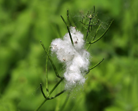 Eastern Cottonwood - Populus deltoides Every year during late May, the cottonwood trees spread their seeds through the wind. This process can be so intense that it appears to be snowing, and piles of fluffy, white seeds pile up everywhere!

 The release of the fluffy cotton seeds are a sign that pollination is over. Supposedly, this tree and its seeds are a very mild allergen and once pollination has occured, the threat of an allergic reaction has passed. I can attest that this is totally untrue because I'm allergic to this tree and breathing in the fluff is no fun.

 I didn't see the actual tree, and since I'm allergic, I only dared to snap a few shots of the white fluff before directing my hike elsewhere. 
https://www.jungledragon.com/image/62877/eastern_cottonwood_-_populus_deltoides.html
https://www.jungledragon.com/image/62879/eastern_cottonwood_-_populus_deltoides.html
 Eastern Cottonwood,Eastern cottonwood,Geotagged,Populus deltoides,Spring,United States,cottonwood