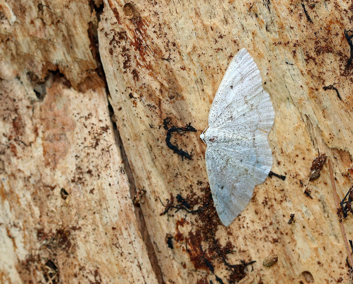 Gray Spring Moth - Lomographa glomeraria Peppery, pale gray wings that have faint, scalloped lines and black discal spots.  About 25 mm wide.<br />
<br />
Spotted on a decorticated snag in a coniferous forest. Geotagged,Lomographa glomeraria,Spring,United States,gray spring moth,lomographa glomeraria,moth