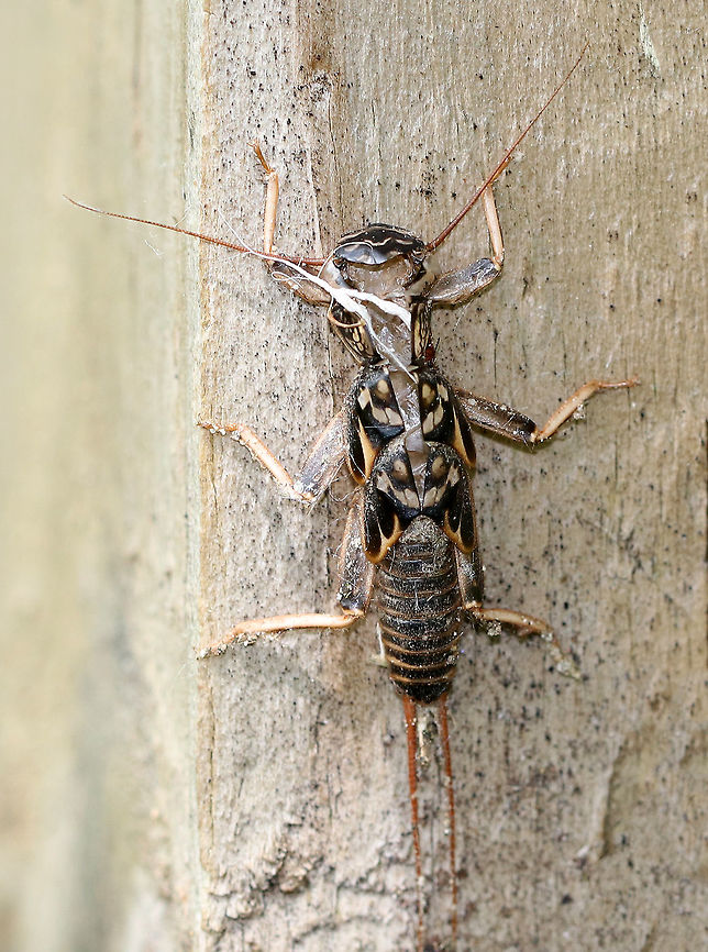 Stonefly Naiad Exuvia - Plecoptera Stonefly naiads have long antennae and a pair of long, caudal filaments.  They take at least a year to mature, so their presence is evidence that a stream is permanent.  Exuviae can be found clinging to vertical surfaces near a stream's edge.  Mature naiads crawls out of the water, clings to a surface, and then the winged adult will climb out of its old skin.<br />
<br />
I spotted this naiad exuvia on a small bridge that crosses a fast moving stream. Geotagged,Spring,United States,exuvia,exuviae,naiad exuvia,plecoptera,signs of wildlife,sonefly exuvia,stonefly,stonefly naiad