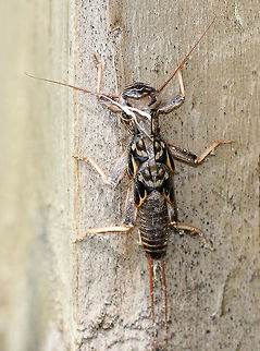 Stonefly Naiad Exuvia - Plecoptera Stonefly naiads have long antennae and a pair of long, caudal filaments.  They take at least a year to mature, so their presence is evidence that a stream is permanent.  Exuviae can be found clinging to vertical surfaces near a stream's edge.  Mature naiads crawls out of the water, clings to a surface, and then the winged adult will climb out of its old skin.

I spotted this naiad exuvia on a small bridge that crosses a fast moving stream. Geotagged,Spring,United States,exuvia,exuviae,naiad exuvia,plecoptera,signs of wildlife,sonefly exuvia,stonefly,stonefly naiad