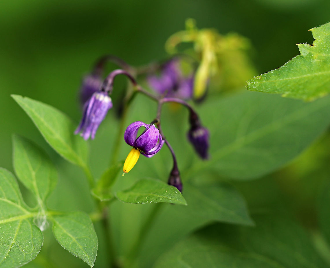 Bittersweet Nightshade - Solanum dulcamara This vine has loose clusters of drooping, purple, star-shaped flowers with yellow centers.  The flowers have a 5-lobed corolla and 5 stamens with yellow anthers forming a central cone.  The leaves are long with 2 basal lobes. The fruit is a shiny, green, tomato-like berry that turns bright red.<br />
<br />
The leaves and unripe fruit contain a poisonous alkaloid, solanine.  <br />
<br />
Spotted growing in a mass of vegetation on the side of a pond. Bittersweet Nightshade,Geotagged,Solanum dulcamara,Spring,United States,climbing nightshade,deadly nightshade,nightshade