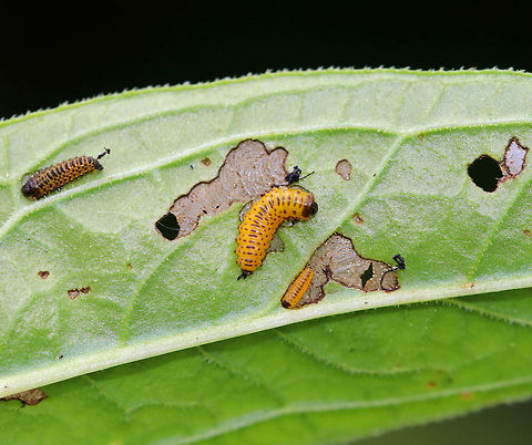 Black-margined Loosestrife Beetle Larva - Neogalerucella calmariensis The larvae of this beetle are yellow with black speckles. They resemble small caterpillars. 

The larvae and adults of this species only feed on purple loosestrife (Lythrum salicaria), which is invasive. The beetles have been introduced in North America as a biological control agent for purple loosestrife.

Spotted on purple loosestrife in a rural garden.
 Black-margined loosestrife beetle,Geotagged,Neogalerucella calmariensis,Spring,United States