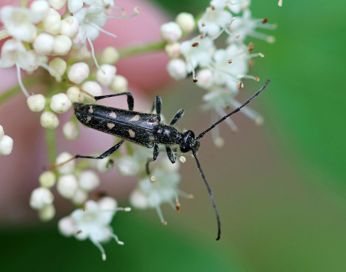 Xestoleptura octonotata Slender, black beetle with 4 yellow-tan, triangular spots on each elytron.  Pronotum is convex with broadly rounded sides.  Hind tarsi are pale.<br />
<br />
Spotted on flowers in a woodland meadow. Geotagged,Spring,United States,Xestoleptura,Xestoleptura octonotata,beetle,cerambycidae,octonotata