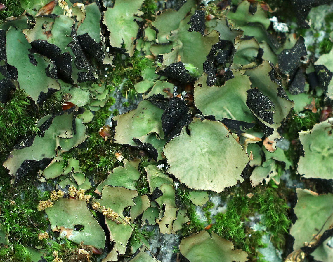 Smooth Rock Tripe - Umbilicaria mammulata Large foliose lichen that was green on top and black underneath. It's one of the largest lichens in the world. The thallus can be up to 15cm in diameter. The largest in this spotting was approximately 4-5 cm. <br />
<br />
Spotted growing on a rock in a deciduous forest.<br />
 Geotagged,Smooth Rock Tripe,Spring,Umbilicaria mammulata,United States,lichen