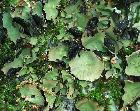 Smooth Rock Tripe - Umbilicaria mammulata Large foliose lichen that was green on top and black underneath. It's one of the largest lichens in the world. The thallus can be up to 15cm in diameter. The largest in this spotting was approximately 4-5 cm. 

Spotted growing on a rock in a deciduous forest.
 Geotagged,Smooth Rock Tripe,Spring,Umbilicaria mammulata,United States,lichen