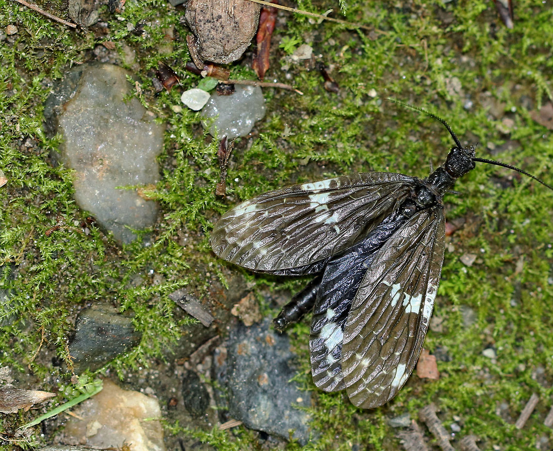 Dark Fishfly - Nigronia fasciata Spotted in a deciduous forest - it was walking along on the trail.  There was a fast-moving river nearby. It looked perfectly intact, so maybe it had recently emerged...or else, it just felt like going for a walk ;) Geotagged,N. fasciatus,Nigronia,Spring,United States,dark fishfly,fishfly