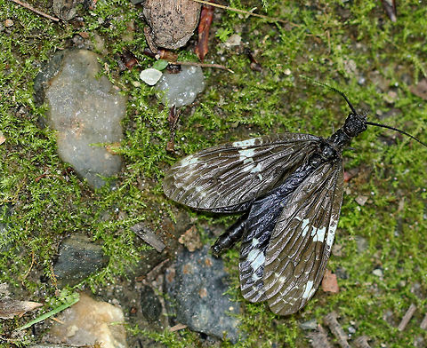 Dark Fishfly - Nigronia fasciata Spotted in a deciduous forest - it was walking along on the trail.  There was a fast-moving river nearby. It looked perfectly intact, so maybe it had recently emerged...or else, it just felt like going for a walk ;) Geotagged,N. fasciatus,Nigronia,Spring,United States,dark fishfly,fishfly