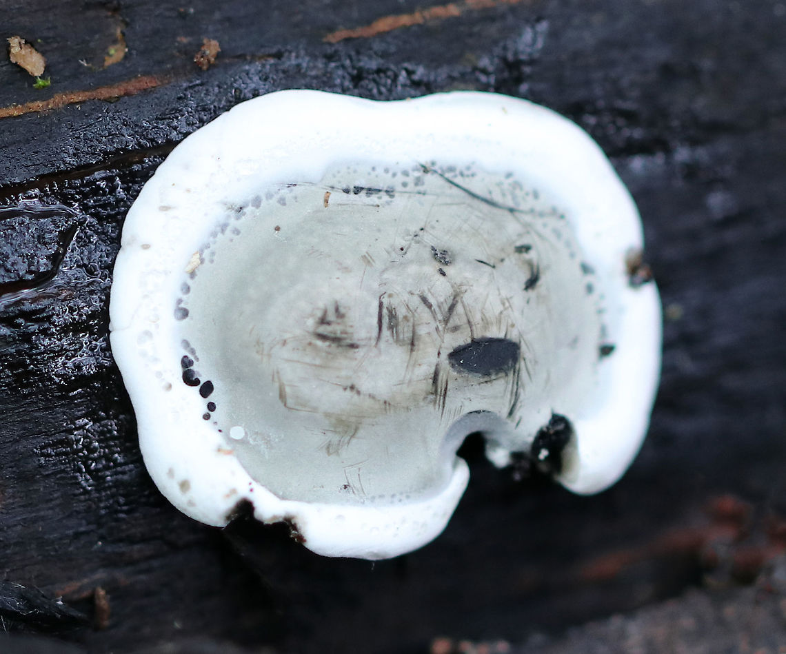 Brittle Cinder Fungus - Kretzschmaria deusta Flat and gray with white edges. These are new fruiting bodies, which develop in the spring. As they mature, their appearance changes and looks like asphalt with black, lumpy crusts.  Brittle Cinder Fungus,Geotagged,Kretzschmaria,Kretzschmaria deusta,Spring,United States