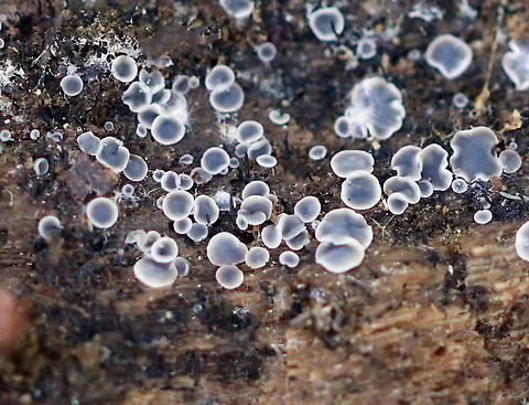 Mollisia Disco - Mollisia cinerea Blue-gray fruiting bodies with white margins. They were 0.5-2 mm wide.  I think the blur in this shot makes them almost look like they are glowing!

Spotted growing on rotting wood in a mixed forest. Geotagged,Grey disco,Mollisia Disco Fungus,Mollisia cinerea,Spring,United States,fungi,fungus