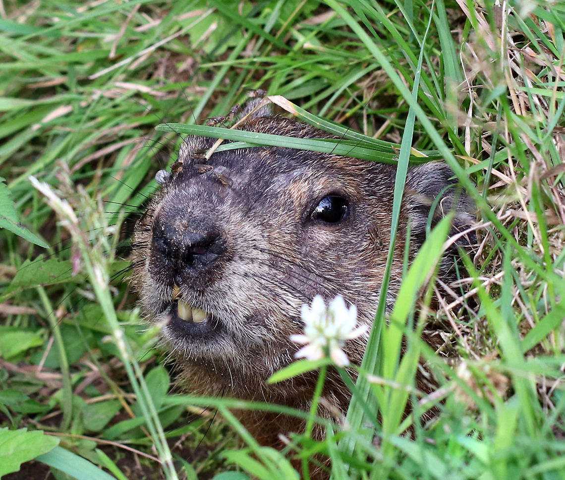 Groundhog - Marmota monax This groundhog was so cute! I sat about 2 feet away from the opening of its burrow, and we stared at each other for about 10-15 minutes. It made chattering noises and would pop its head out, then get nervous and hide back inside.  It was curious, but still a bit unsure of me.   <br />
<br />
You can see in this shot that this groundhog has at least 9 flies on its face! And, one very engorged tick next to its right eye (gray blob).<br />
<br />
Spotted beside a small stream in a state park. There were at least 2 other groundhogs in the area, and they had multiple burrow openings for their underground tunnels.<br />
<br />
<figure class="photo"><a href="https://www.jungledragon.com/image/63013/groundhog_-_marmota_monax.html" title="Groundhog - Marmota monax"><img src="https://s3.amazonaws.com/media.jungledragon.com/images/3232/63013_thumb.jpg?AWSAccessKeyId=05GMT0V3GWVNE7GGM1R2&Expires=1770854410&Signature=Bc7M85E0WiMnAx9o%2FyglXIZe2sA%3D" width="200" height="134" alt="Groundhog - Marmota monax This groundhog was so cute! I sat about 2 feet away from the opening of its burrow, and we stared at each other for about 10-15 minutes. It made chattering noises and would pop its head out, then get nervous and hide back inside. It was curious, but still a bit unsure of me. <br />
<br />
 Spotted beside a small stream in a state park. There were at least 2 other groundhogs in the area, and they had multiple burrow openings for their underground tunnels. <br />
https://www.jungledragon.com/image/63014/groundhog_-_marmota_monax.html<br />
https://www.jungledragon.com/image/63012/groundhog_-_marmota_monax.html<br />
 Geotagged,Groundhog,Marmota monax,Summer,United States" /></a></figure><br />
<figure class="photo"><a href="https://www.jungledragon.com/image/63014/groundhog_-_marmota_monax.html" title="Groundhog - Marmota monax"><img src="https://s3.amazonaws.com/media.jungledragon.com/images/3232/63014_thumb.jpg?AWSAccessKeyId=05GMT0V3GWVNE7GGM1R2&Expires=1770854410&Signature=UU4XB5TA5bZDKbIPoqnKPs5QHcA%3D" width="112" height="152" alt="Groundhog - Marmota monax This groundhog was so cute! I sat about 2 feet away from the opening of its burrow, and we stared at each other for about 10-15 minutes. It made chattering noises and would pop its head out, then get nervous and hide back inside. It was curious, but still a bit unsure of me. <br />
<br />
 Spotted beside a small stream in a state park. There were at least 2 other groundhogs in the area, and they had multiple burrow openings for their underground tunnels. In this shot, the groundhog was hiding right inside its burrow.<br />
https://www.jungledragon.com/image/63012/groundhog_-_marmota_monax.html<br />
https://www.jungledragon.com/image/63013/groundhog_-_marmota_monax.html Geotagged,Groundhog,Marmota monax,Summer,United States" /></a></figure> Canada marmot,Geotagged,Groundhog,Marmota,Marmota monax,Summer,United States,chuck,groundpig,monax,moonack,red monk,siffleur,thickwood badger,weenusk,whistlepig,whistler,wood-shock,woodchuck