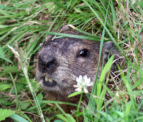 Groundhog - Marmota monax This groundhog was so cute! I sat about 2 feet away from the opening of its burrow, and we stared at each other for about 10-15 minutes. It made chattering noises and would pop its head out, then get nervous and hide back inside.  It was curious, but still a bit unsure of me.   

You can see in this shot that this groundhog has at least 9 flies on its face! And, one very engorged tick next to its right eye (gray blob).

Spotted beside a small stream in a state park. There were at least 2 other groundhogs in the area, and they had multiple burrow openings for their underground tunnels.

https://www.jungledragon.com/image/63013/groundhog_-_marmota_monax.html
https://www.jungledragon.com/image/63014/groundhog_-_marmota_monax.html Canada marmot,Geotagged,Groundhog,Marmota,Marmota monax,Summer,United States,chuck,groundpig,monax,moonack,red monk,siffleur,thickwood badger,weenusk,whistlepig,whistler,wood-shock,woodchuck