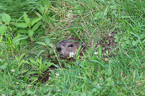 Groundhog - Marmota monax This groundhog was so cute! I sat about 2 feet away from the opening of its burrow, and we stared at each other for about 10-15 minutes. It made chattering noises and would pop its head out, then get nervous and hide back inside. It was curious, but still a bit unsure of me. 

 Spotted beside a small stream in a state park. There were at least 2 other groundhogs in the area, and they had multiple burrow openings for their underground tunnels. 
https://www.jungledragon.com/image/63014/groundhog_-_marmota_monax.html
https://www.jungledragon.com/image/63012/groundhog_-_marmota_monax.html
 Geotagged,Groundhog,Marmota monax,Summer,United States