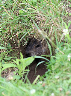 Groundhog - Marmota monax This groundhog was so cute! I sat about 2 feet away from the opening of its burrow, and we stared at each other for about 10-15 minutes. It made chattering noises and would pop its head out, then get nervous and hide back inside. It was curious, but still a bit unsure of me. 

 Spotted beside a small stream in a state park. There were at least 2 other groundhogs in the area, and they had multiple burrow openings for their underground tunnels. In this shot, the groundhog was hiding right inside its burrow.
https://www.jungledragon.com/image/63012/groundhog_-_marmota_monax.html
https://www.jungledragon.com/image/63013/groundhog_-_marmota_monax.html Geotagged,Groundhog,Marmota monax,Summer,United States