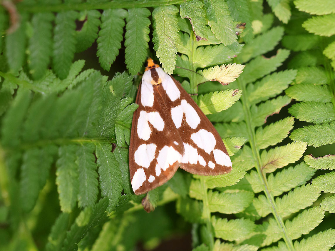 Confused Haploa Moth  - Haploa confusa Brown forewings are boldly marked with white spots.  Approximately 20 mm long.<br />
<br />
Spotted resting, in early evening, on ferns in a coniferous forest. Confused Haploa,Geotagged,Haploa confusa,Summer,United States,haploa
