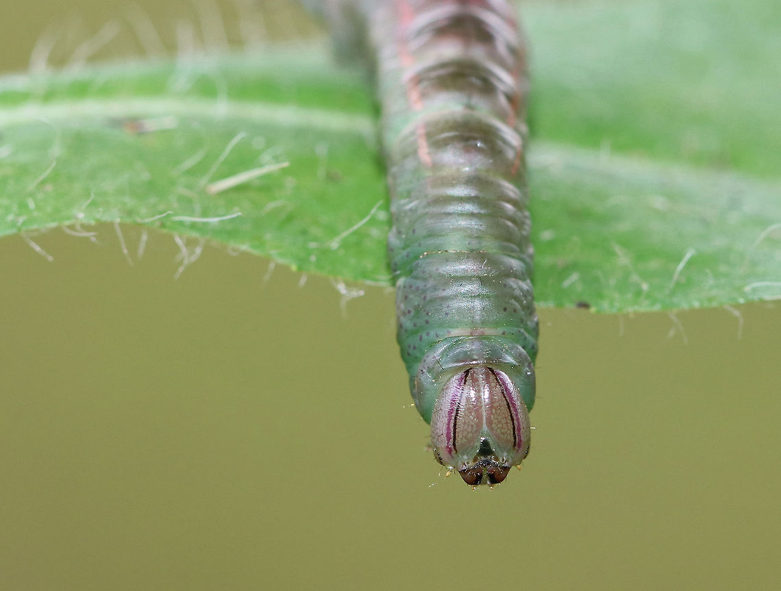 Unidentified I have no idea what species this is, but it sure does have a pretty face!<br />
<br />
Spotted in a rural backyard habitat.<br />
<br />
<figure class="photo"><a href="https://www.jungledragon.com/image/63022/unidentified.html" title="Unidentified"><img src="https://s3.amazonaws.com/media.jungledragon.com/images/3232/63022_thumb.jpg?AWSAccessKeyId=05GMT0V3GWVNE7GGM1R2&Expires=1769040010&Signature=WTIXmc%2FRDSw8AAJE2SQKamMb4bA%3D" width="200" height="162" alt="Unidentified Heterocampa, but I have no idea what species this is. It sure does have a pretty face!<br />
<br />
Spotted in a rural backyard habitat. <br />
<br />
https://www.jungledragon.com/image/63020/unidentified.html Geotagged,Summer,United States" /></a></figure> Geotagged,Summer,United States