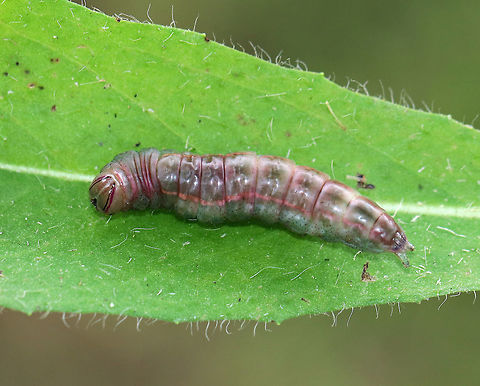Unidentified Heterocampa, but I have no idea what species this is. It sure does have a pretty face!

Spotted in a rural backyard habitat. 

https://www.jungledragon.com/image/63020/unidentified.html Geotagged,Summer,United States