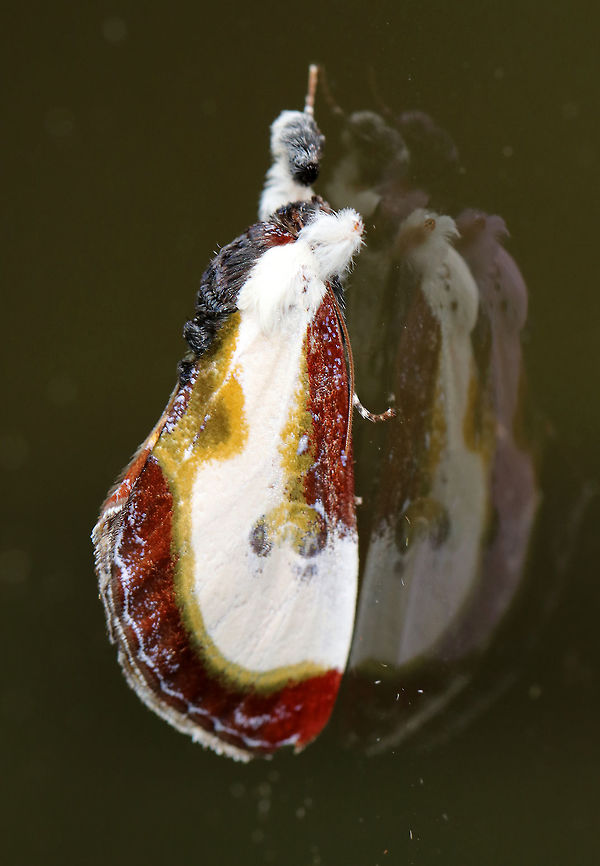 Beautiful Wood-Nymph - Eudryas grata This moth resembles the pearly wood-nymph, except that the subterminal area is darker red with yellow-green edging. The subterminal line is evenly curved.  Approximately 25 mm long.<br />
<br />
Spotted this morning on my glass door. Eudryas grata,Geotagged,Moth Week 2018,Summer,United States,beautiful wood-nymph,moth,wood nymph