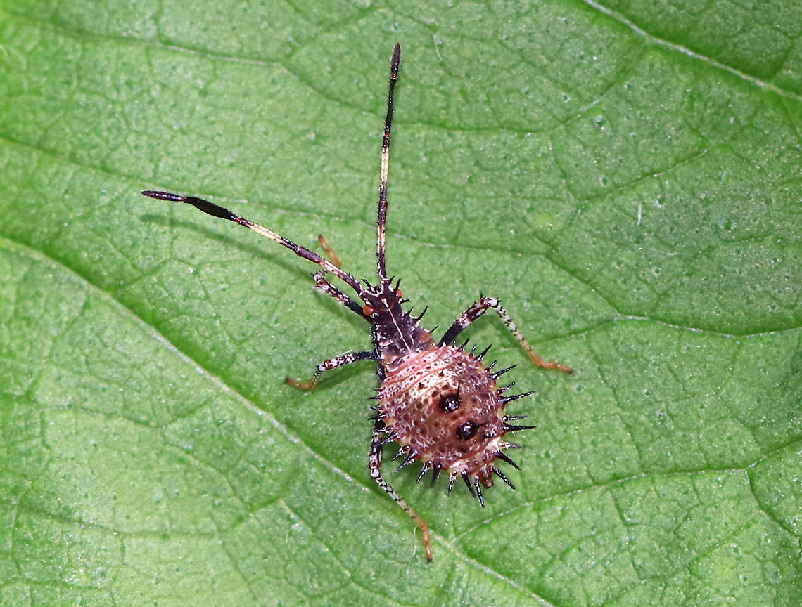 Helmeted Squash Bug - Euthochtha galeator Striped antennae with the third antennal segment dilated. Brown abdomen with 2 darker spots (with spines). Speckled legs with orange tarsi.  <br />
<br />
Spotted on vegetation at the edge of a meadow. Euthochtha,Euthochtha galeator,Helmeted Squash Bug,nymph,squash bug,squash bug nymph