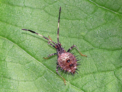 Helmeted Squash Bug - Euthochtha galeator Striped antennae with the third antennal segment dilated. Brown abdomen with 2 darker spots (with spines). Speckled legs with orange tarsi.
Spotted on vegetation at the edge of a meadow. Euthochtha,Euthochtha galeator,Helmeted Squash Bug,nymph,squash bug,squash bug nymph