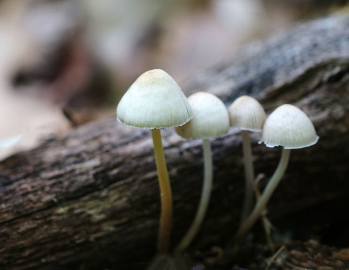 Oak-stump Bonnet Cap - Mycena inclinata Whitish, bell-shaped caps that were faintly grooved. Gills were nearly distant, whitish yellow, and short gills were present.  Stipes were white to yellow, hollow, and had tiny fibers.  The mushrooms were growing on rotting wood in a deciduous forest. Geotagged,Mycena inclinata,Spring,United States,clustered bonnet,fungi,fungus,msuhrooms,mycena,oak-stump bonnet cap