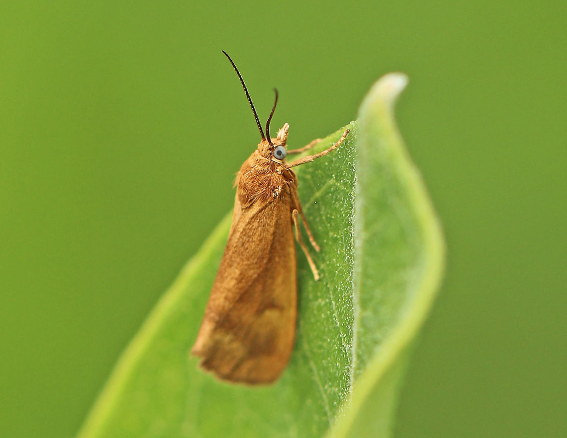 Rusty Virbia - Virbia ferruginosa Brownish orange moth. It sometimes has a small, discal spot and shading along subterminal line.<br />
<br />
Spotted on vegetation in a mixed forest. Geotagged,Rusty holomelina,Spring,United States,Virbia ferruginosa,moth,moth week 2018,virbia