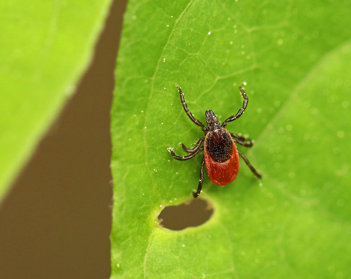 Blacklegged Tick (Female) - Ixodes scapularis Adult, female blacklegged (commonly called deer ticks) have black heads and dorsal shields, dark red abdomens, and 8 legs. Spotted in a swampy, mixed forest.<br />
<br />
 The lifecycle of blacklegged ticks generally lasts two years. During this time, they go through four life stages: egg, six-legged larva, eight-legged nymph, and eight-legged adult. They are three-host ticks, which means that they must have one bloodmeal during each life stage (larva, nymph, adult) in order to survive. In addition, blacklegged ticks are the main vector of Lyme disease in North America. They can also transmit other diseases such as Babesiosis, Powassan, and Anaplasmosis. Geotagged,Ixodes scapularis,Spring,United States,blacklegged tick,deer tick,ixodes,tick