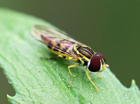 Toxomerus geminatus Many native pollinating insects are not actually bees, and flies are often overlooked and underappreciated for their role in pollination . Hoverflies are included in this group of non-bee pollinators. As an added benefit, many hoverflies are bee mimics: in both appearance and behavior. 

 Physically, they have a distinctive black and yellow pattern on their abdomens, which mimics the markings of stinging bees. This type of mimicry is known as Batesian mimicry and occurs when one harmless organism (hoverfly) resembles a harmful organism (stinging bee) to gain protection from predation. Hoverflies can't sting, but their physical resemblance to bees helps to protect them from predators. 

 Behaviorally, hoverflies continue to mimic bees as they are also pollinators. Although they are not as efficient as bees - probably partly because hoverflies aren't as hairy as bees (hairs aid in pollination by helping capture pollen to then transfer to other flowers). Hoverflies take their mimicry very seriously and some even buzz like bees! 

 There has been a global decline of pollinator species. Most humans assume that pollination is a free and abundantly available ecological service. But, this anthropocentric outlook has put too much pressure on pollinators by both increasing their demand and removing their habitat. It is estimated that at least 75% of the fruits and vegetables that we consume require insect pollination. Without pollinators, crops would not grow and most fruits and vegetables would become scarce or else prohibitively expensive. Production of other products will also be influenced by pollinator declines - for example, clothing industries would be affected since cotton is an insect-pollinated crop. So, it's obvious to state that pollination is critical for the production of food and other products. Non-bee pollinators, such as hoverflies play a role in this important process. 

 Additionally, some hoverfly species are useful as biological control agents because their larvae snack on aphids. Since most hoverflies have predatory larvae, using them in biocontrol may help control aphid populations.  Geotagged,Spring,Toxomerus,Toxomerus geminatus,United States,flower fly,hoverfly,syrphid fly